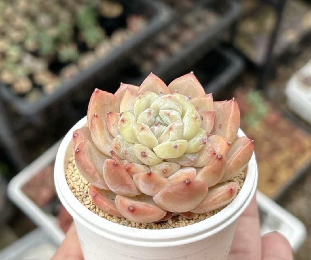 No.544 ❁アイススピリッツ❁ 苗 多肉植物 寄せ植え