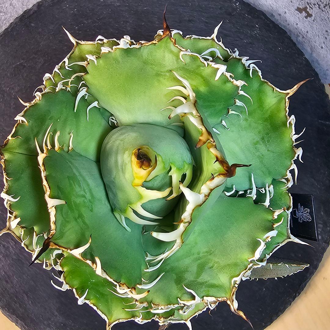 子株】アガベ チタノタ フィリグリー カキコ - メルカリ