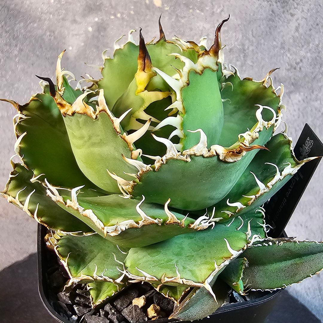 子株】アガベ チタノタ フィリグリー カキコ - メルカリ