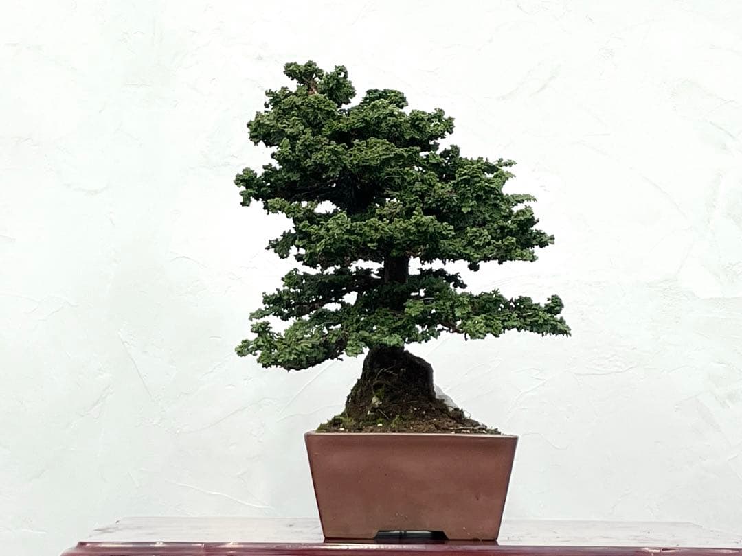 三河盆栽　石付きセッカヒノキ　盆栽