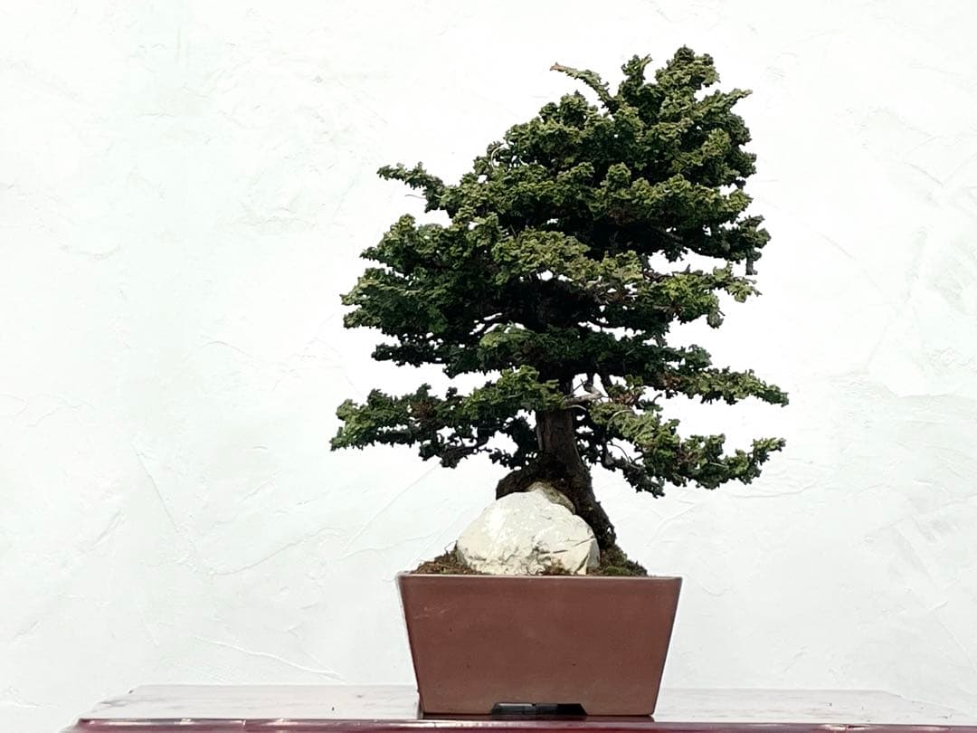 三河盆栽　石付きセッカヒノキ　盆栽