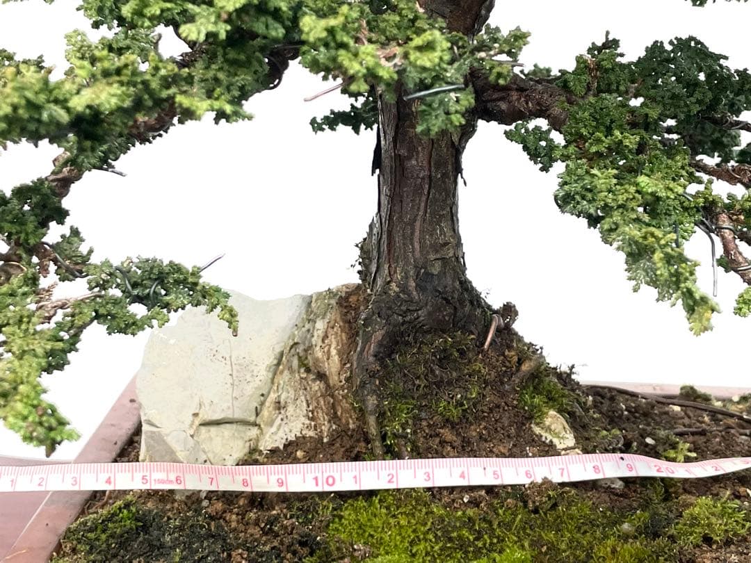 三河盆栽　石付きセッカヒノキ　盆栽