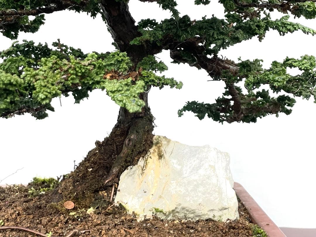 三河盆栽　石付きセッカヒノキ　盆栽