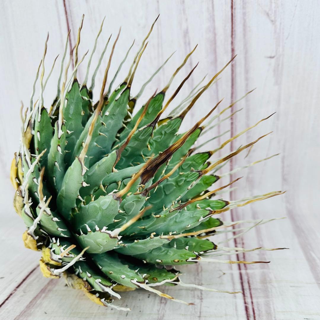 48 アガベ ユタエンシス エボリスピナ 陽炎 ロングスパイン - メルカリ