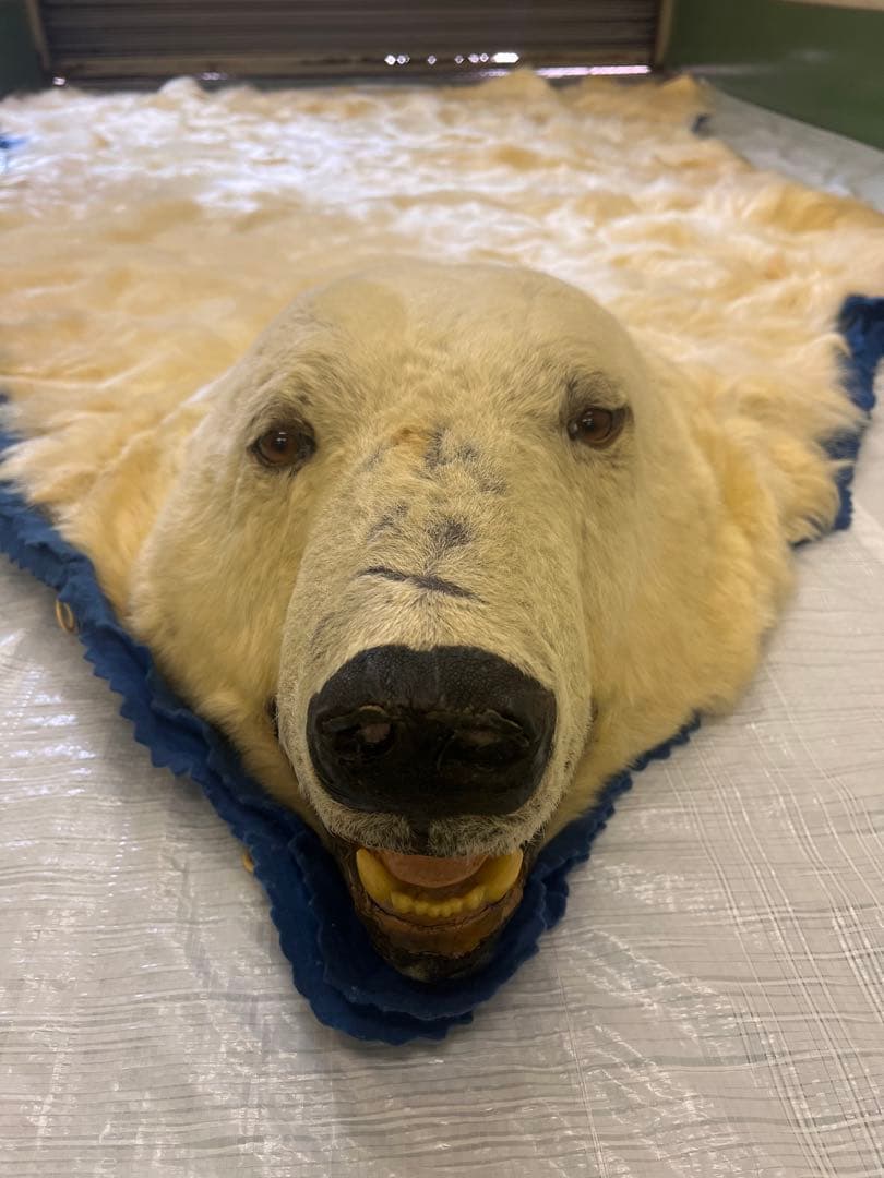 希少 白熊 剥製 絨毯 - メルカリ