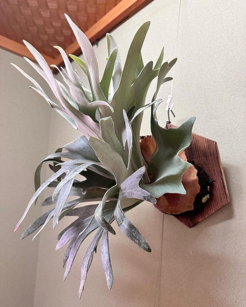 P. bambi ビカクシダ バンビ - メルカリ