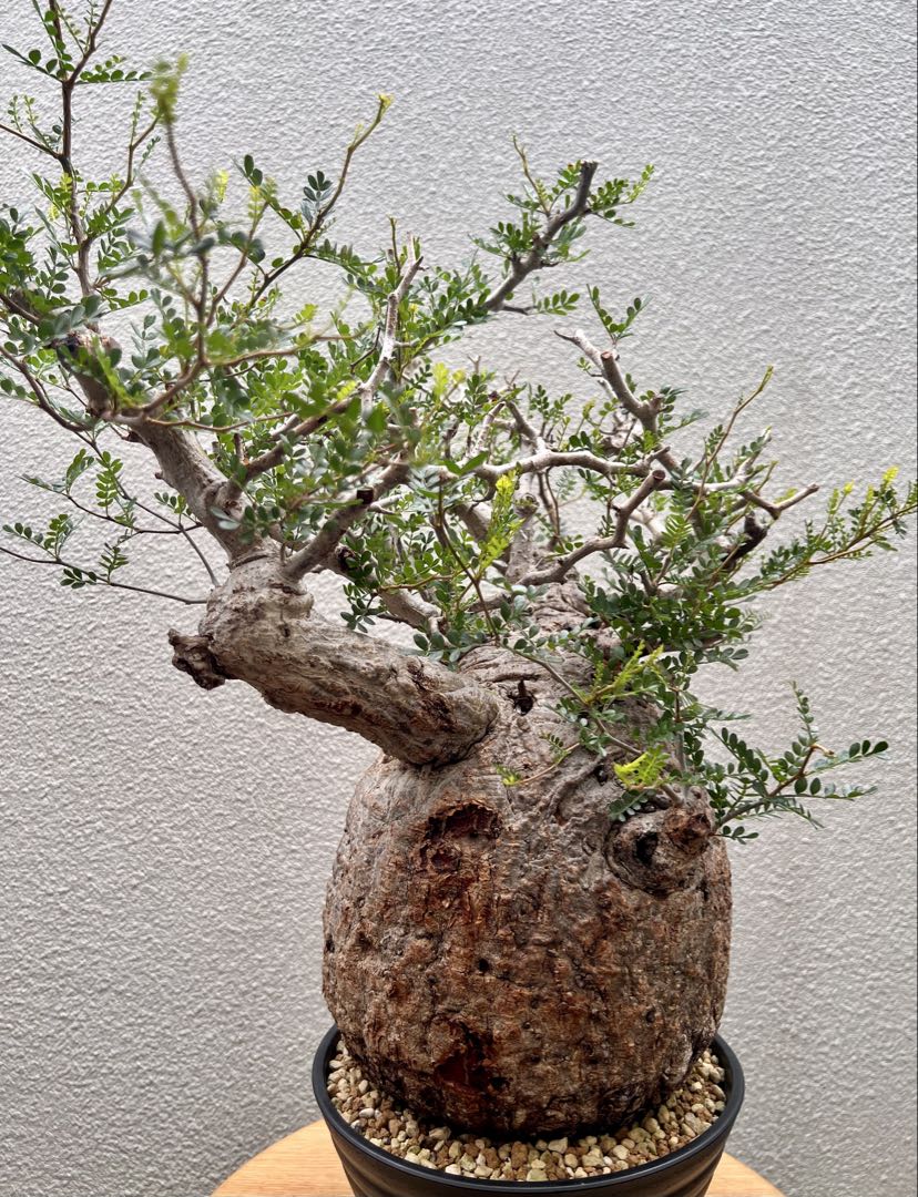 オペルクリカリア　パキプス　(発根済株)