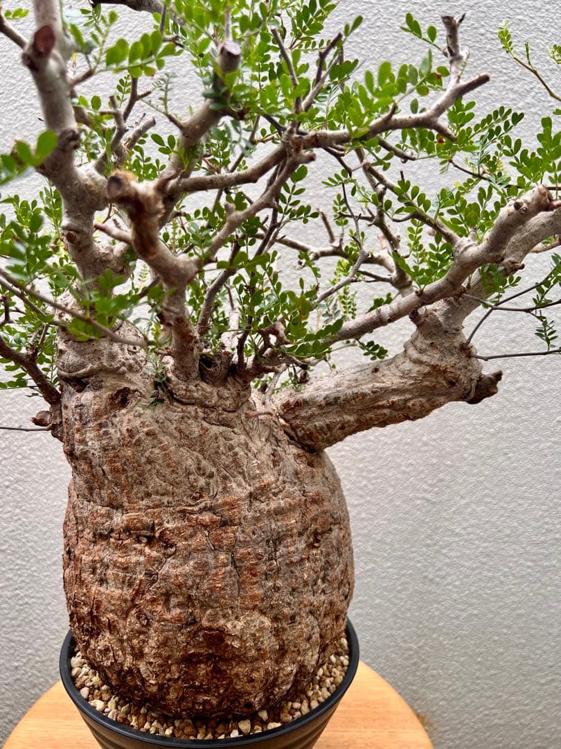 オペルクリカリア　パキプス　(発根済株)