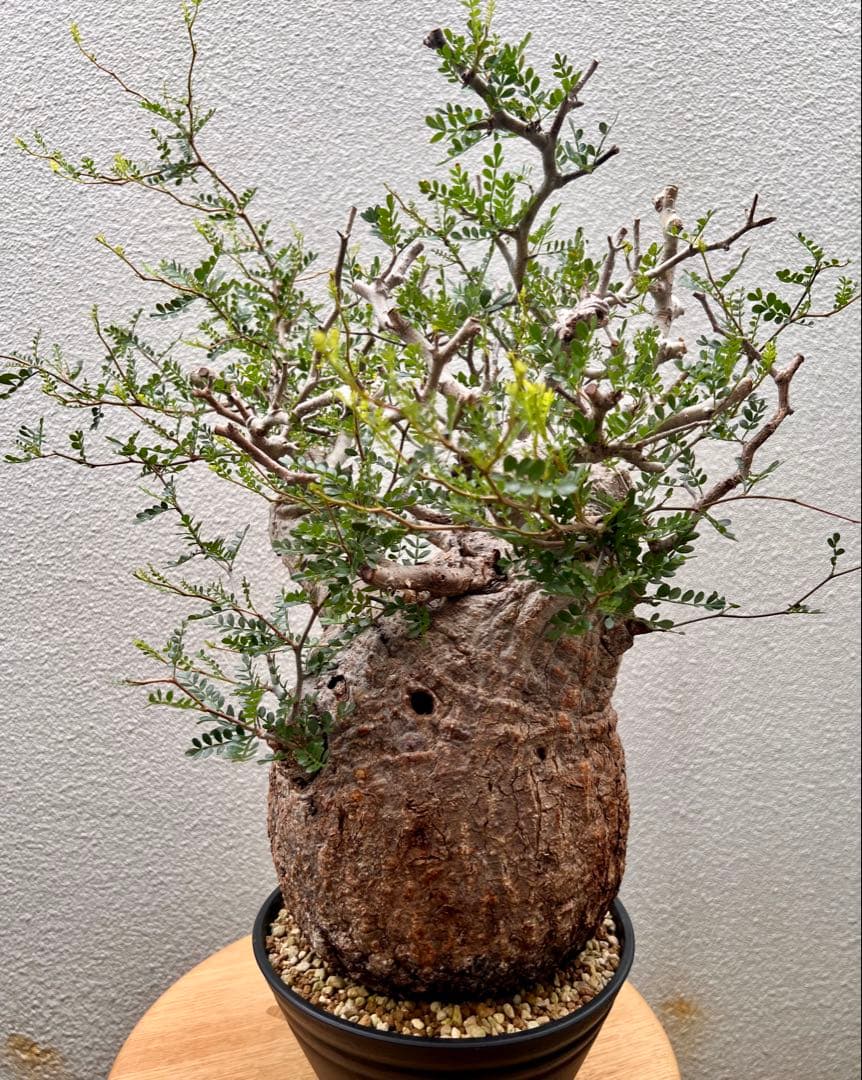 オペルクリカリア　パキプス　(発根済株)