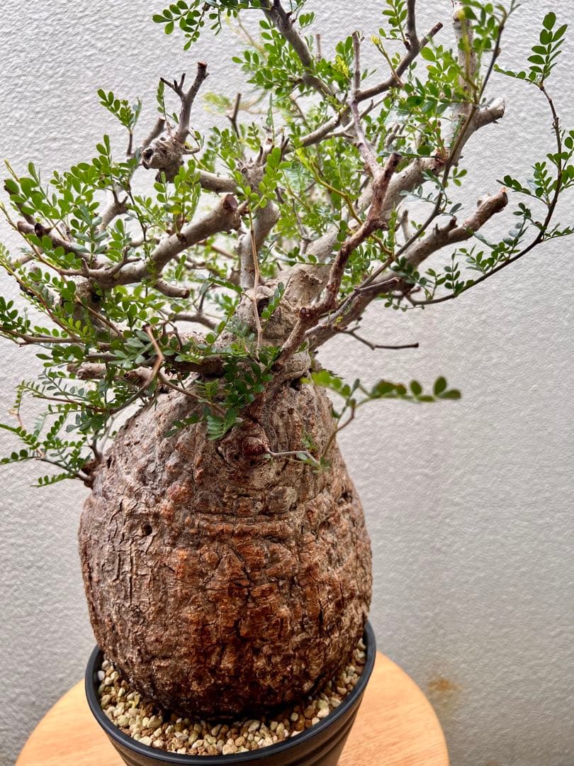 オペルクリカリア　パキプス　(発根済株)