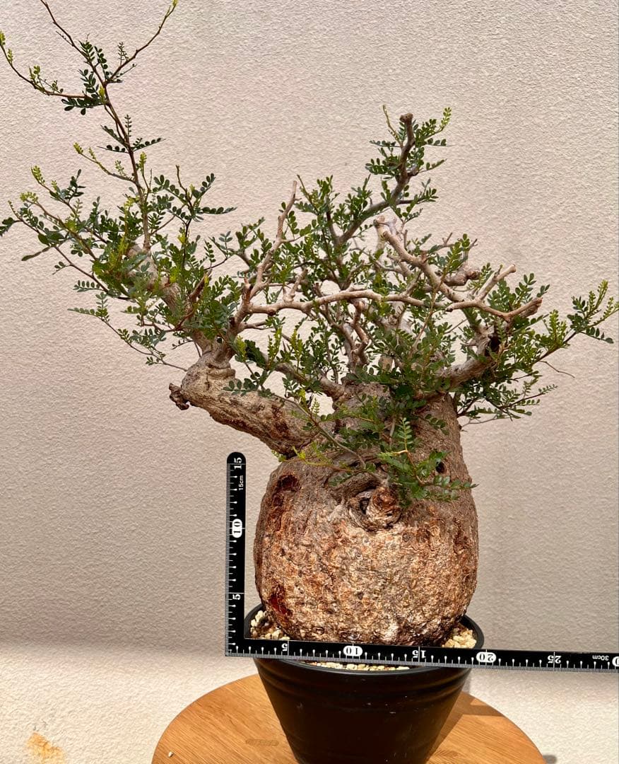 オペルクリカリア　パキプス　(発根済株)