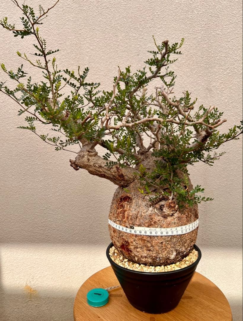 オペルクリカリア　パキプス　(発根済株)