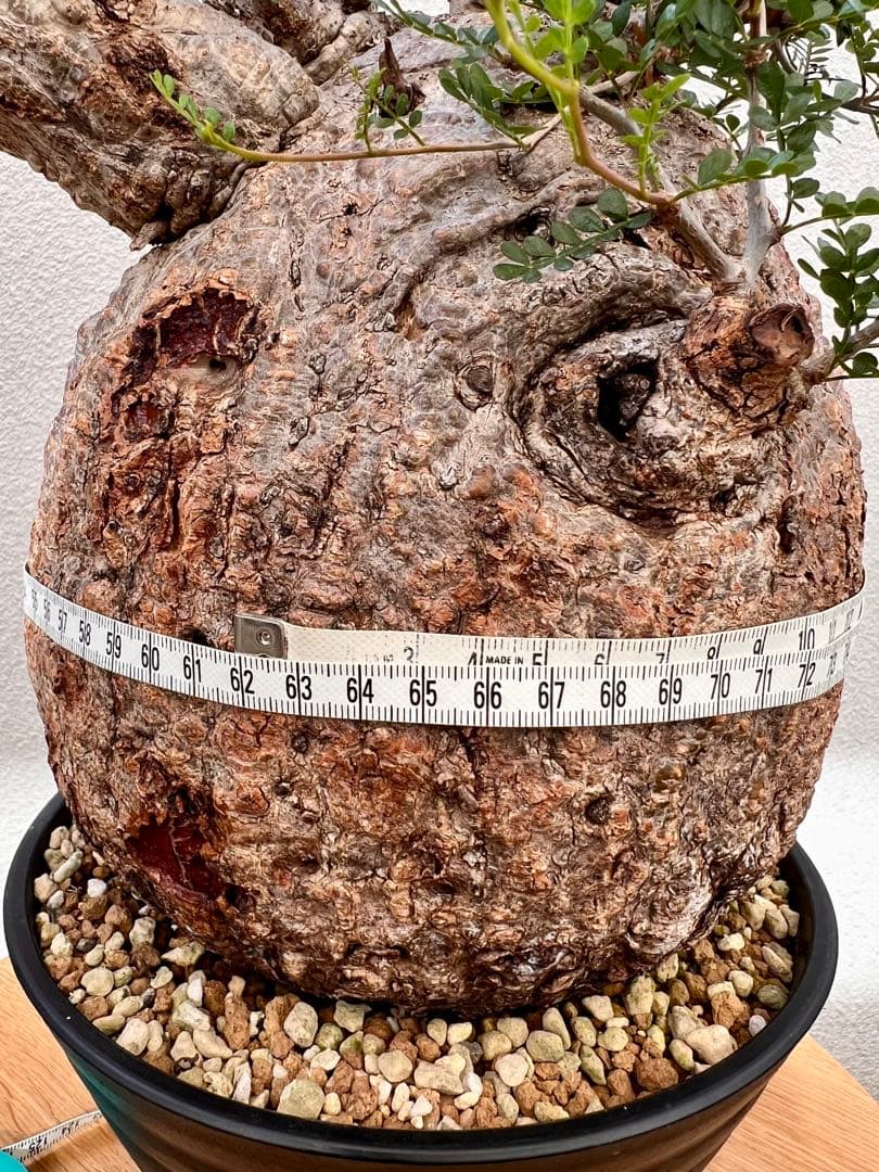 オペルクリカリア　パキプス　(発根済株)