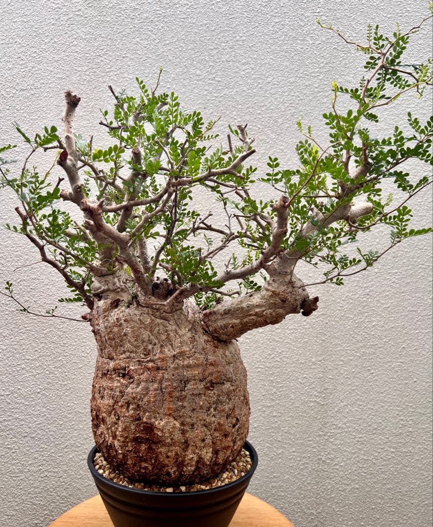 オペルクリカリア　パキプス　(発根済株)