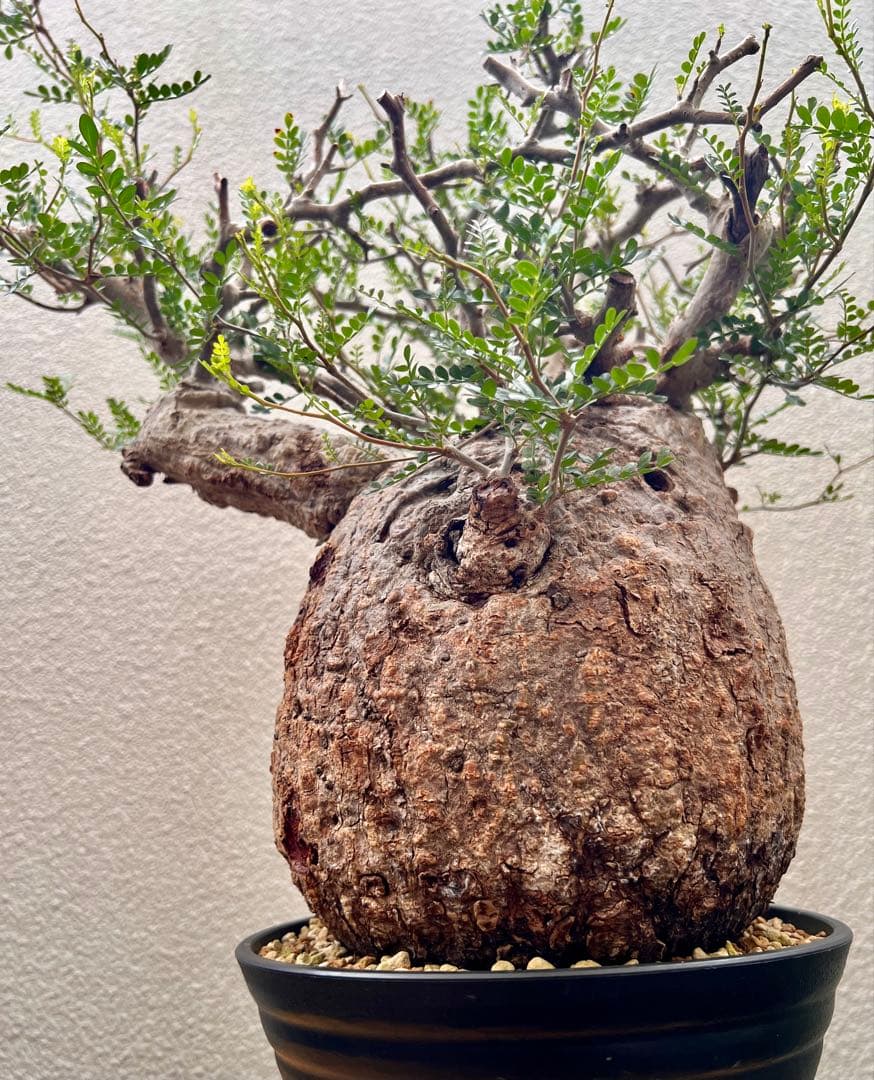 オペルクリカリア　パキプス　(発根済株)