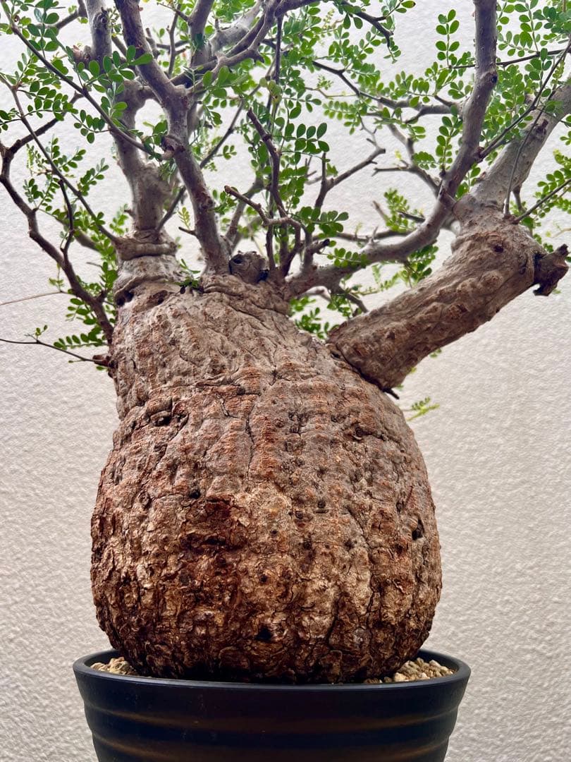 オペルクリカリア　パキプス　(発根済株)