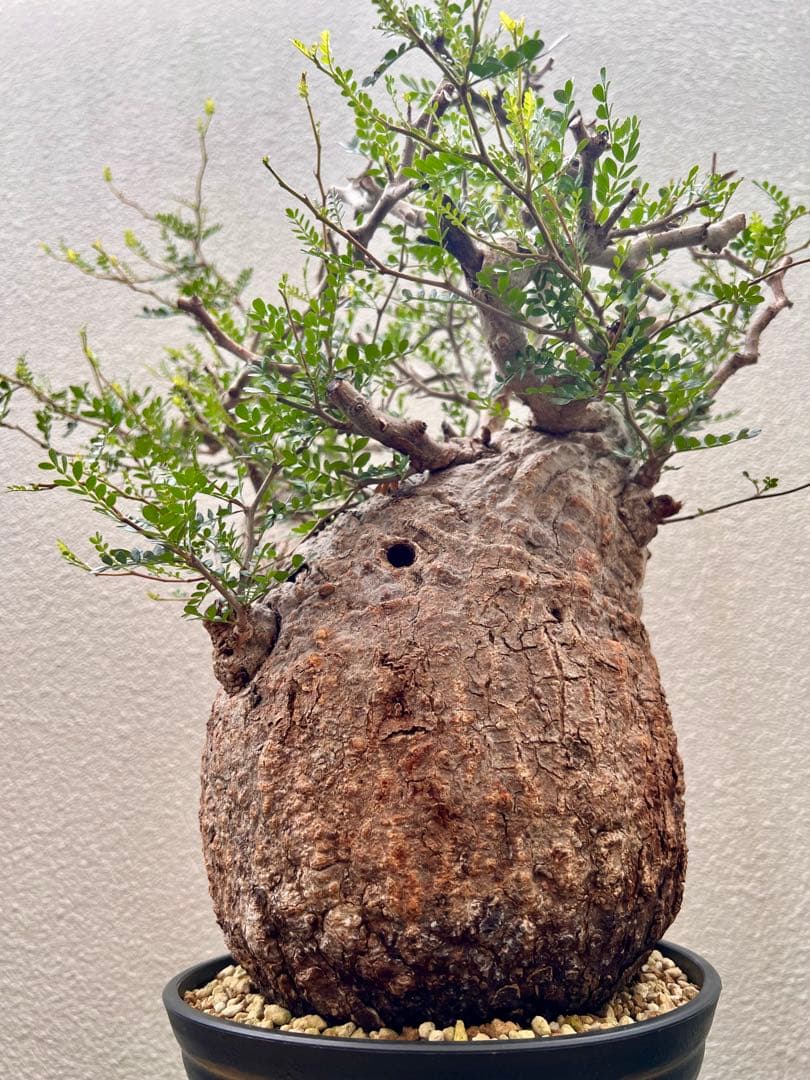 オペルクリカリア　パキプス　(発根済株)