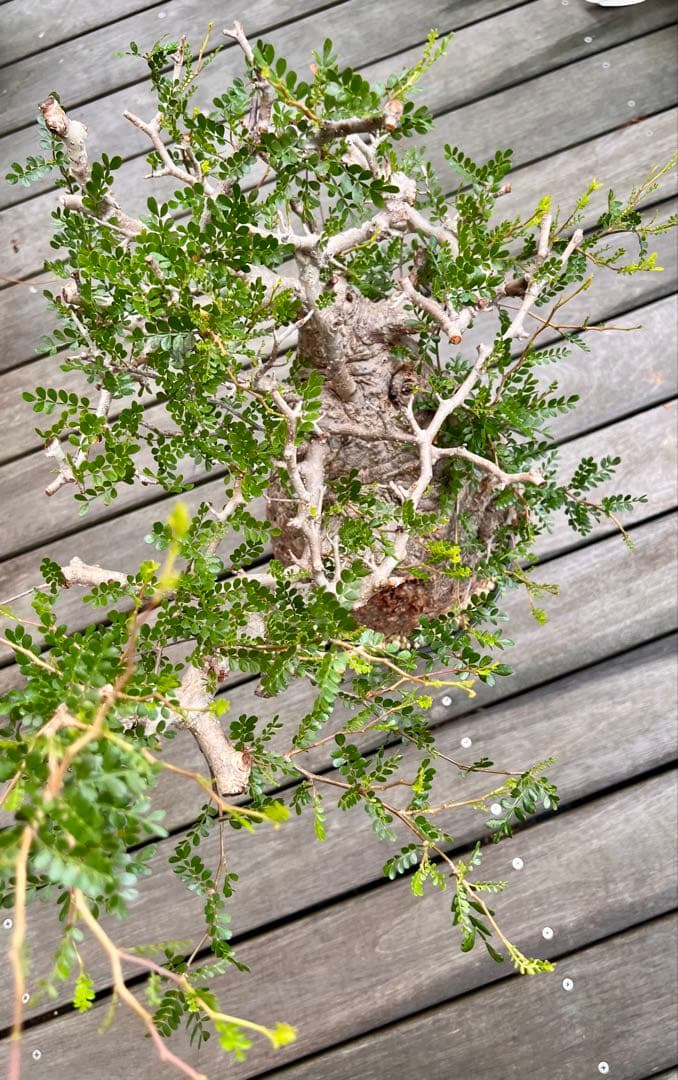 オペルクリカリア　パキプス　(発根済株)