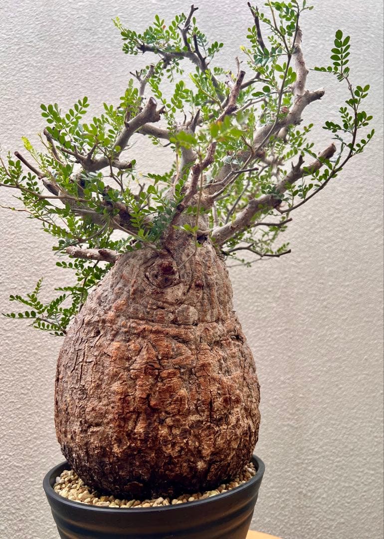 オペルクリカリア　パキプス　(発根済株)