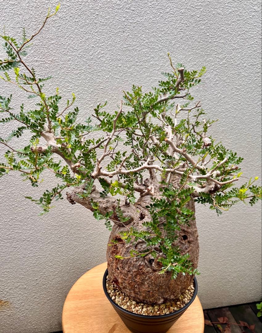 オペルクリカリア　パキプス　(発根済株)