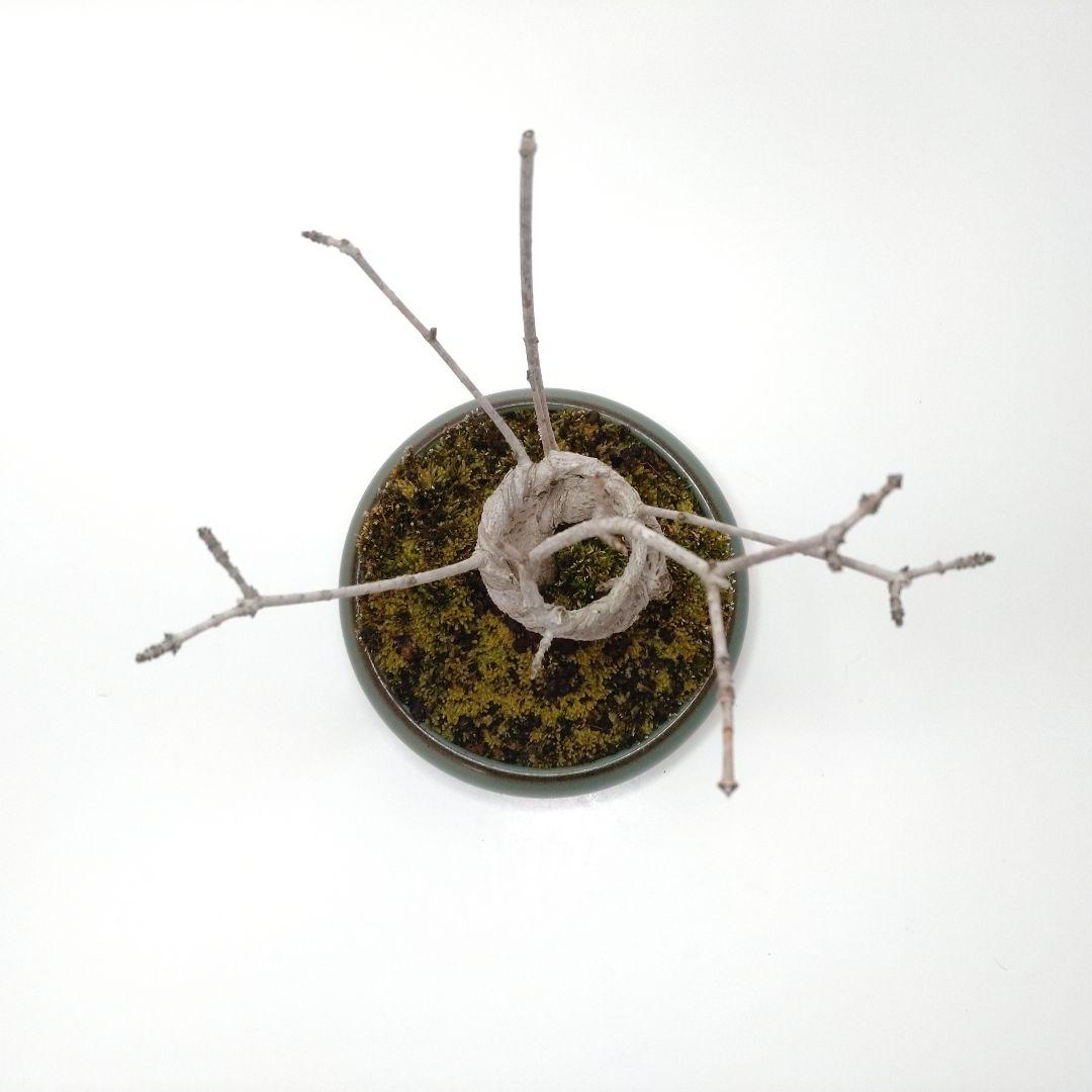 寒樹鹿子木楓（カラコギカエデ）盆栽 SS003