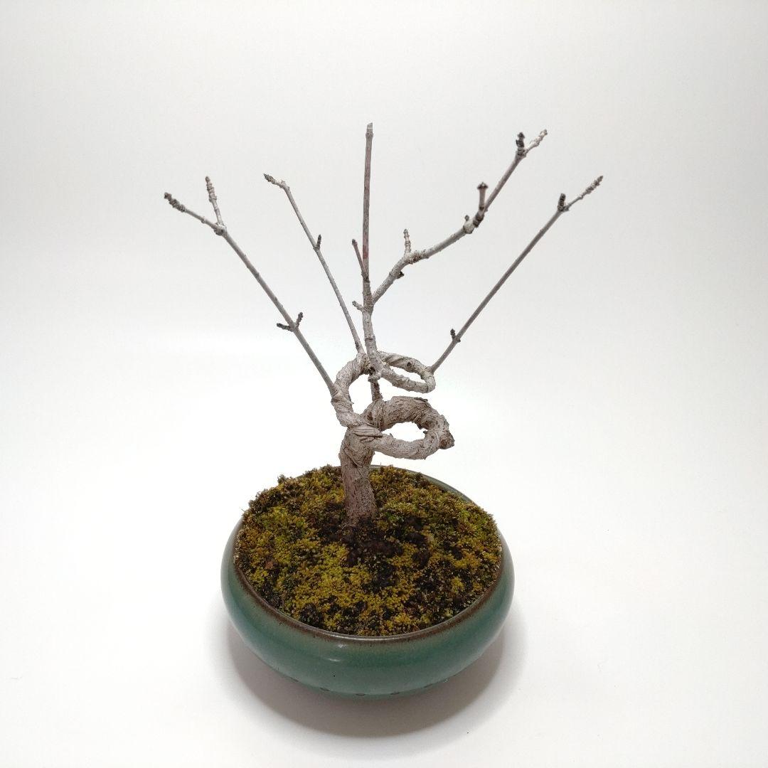 寒樹鹿子木楓（カラコギカエデ）盆栽 SS003