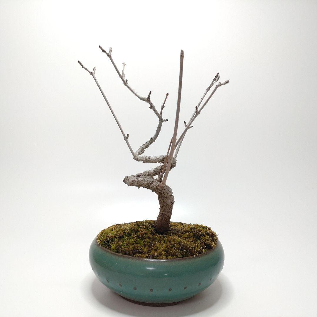 寒樹鹿子木楓（カラコギカエデ）盆栽 SS003