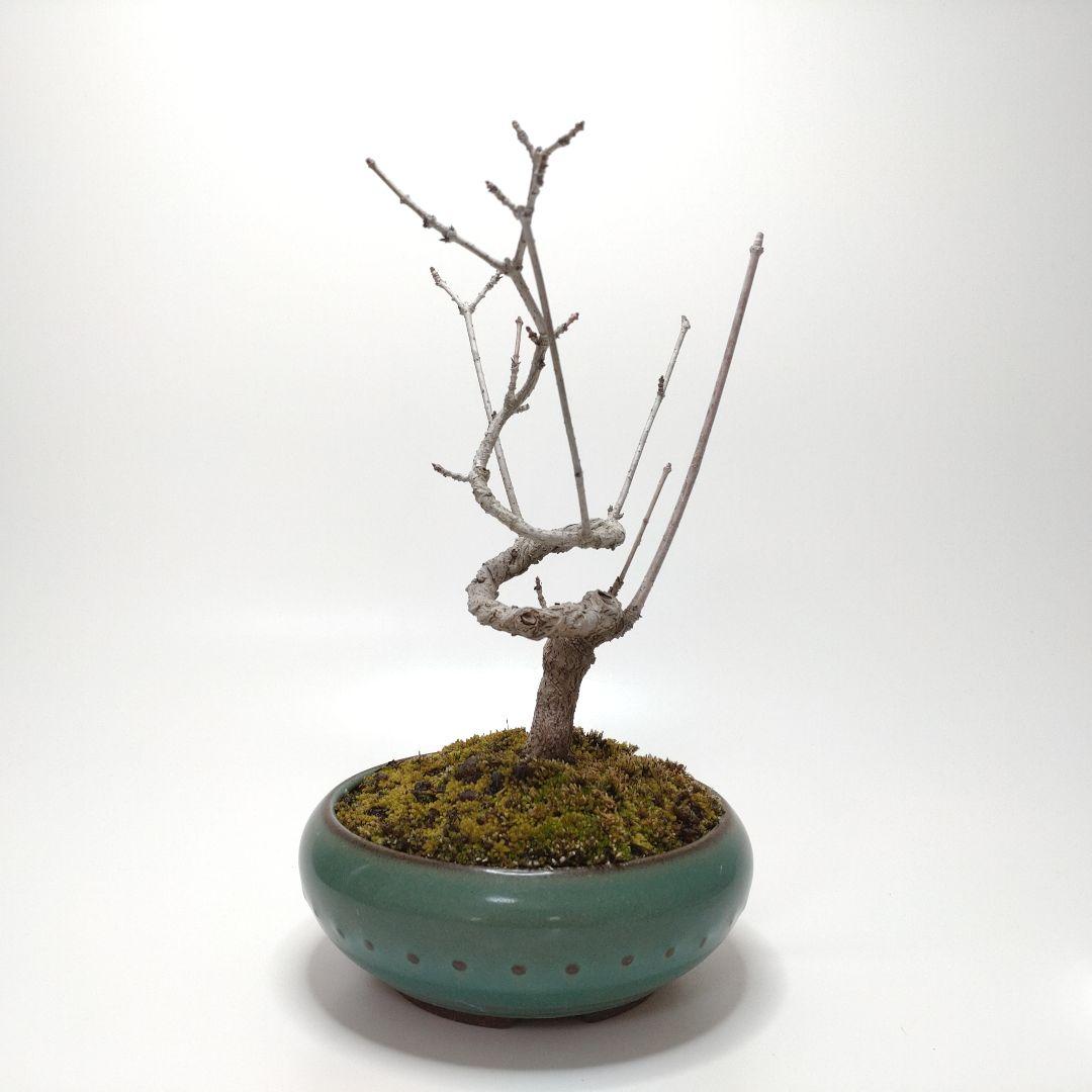 寒樹鹿子木楓（カラコギカエデ）盆栽 SS003