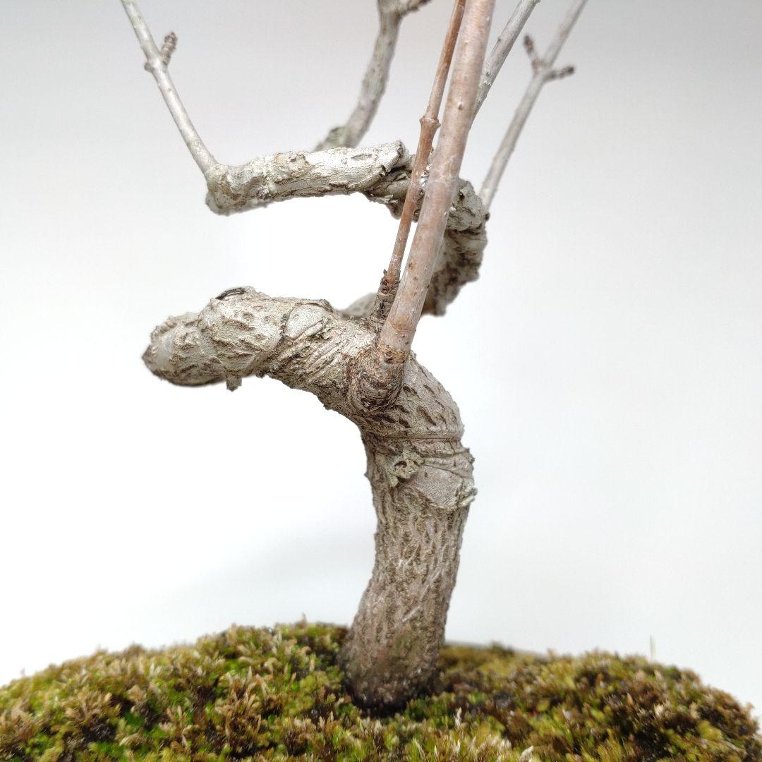 寒樹鹿子木楓（カラコギカエデ）盆栽 SS003