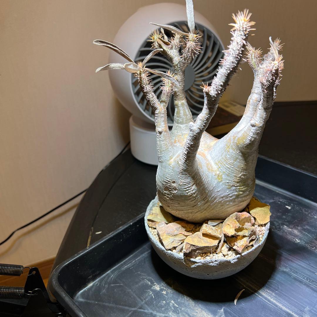 グラキリス　発根済　現地球