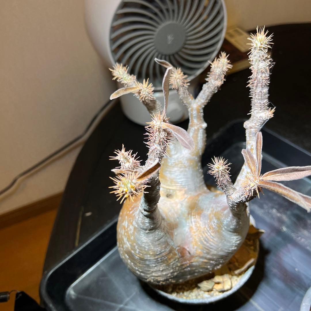 グラキリス　発根済　現地球