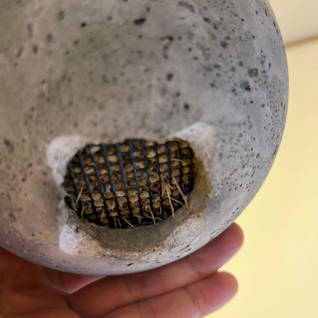 グラキリス　発根済　現地球