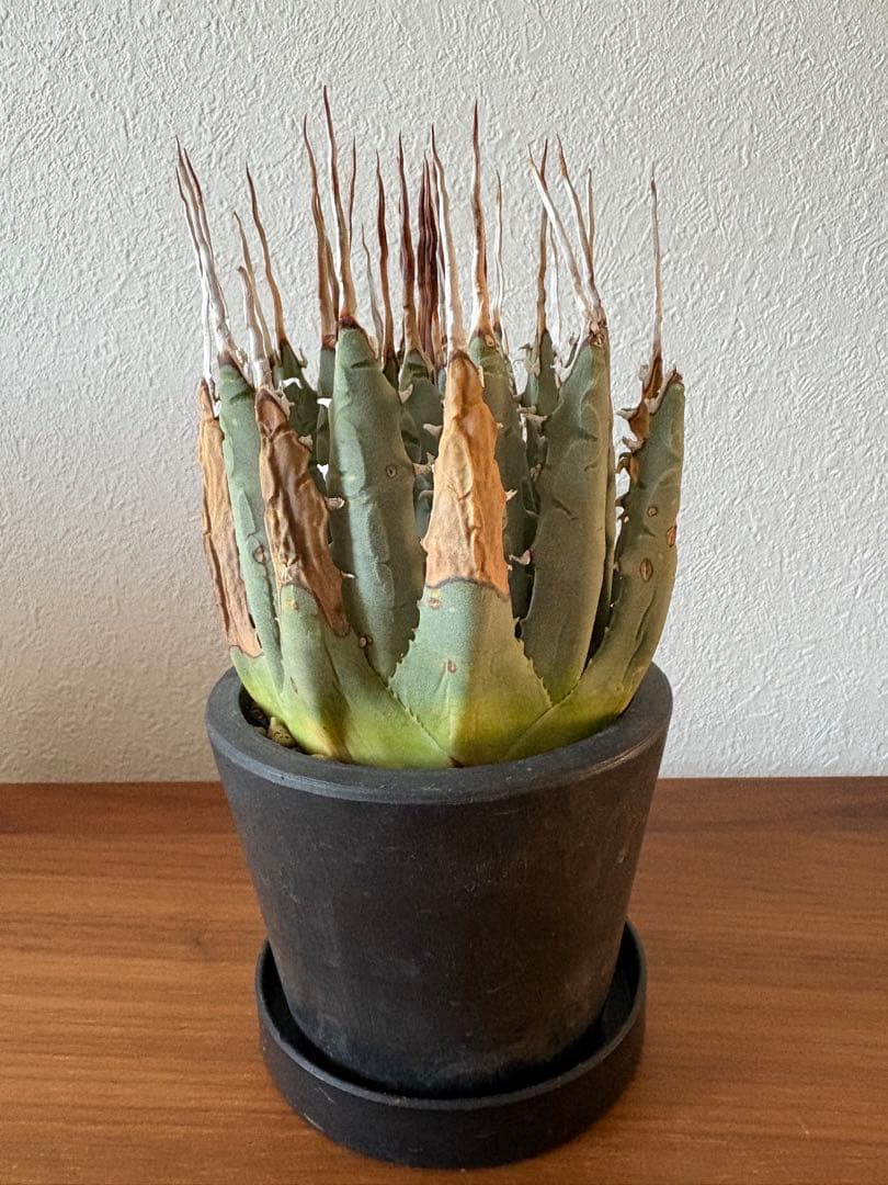 九谷焼香炉 青海波千鳥紋様