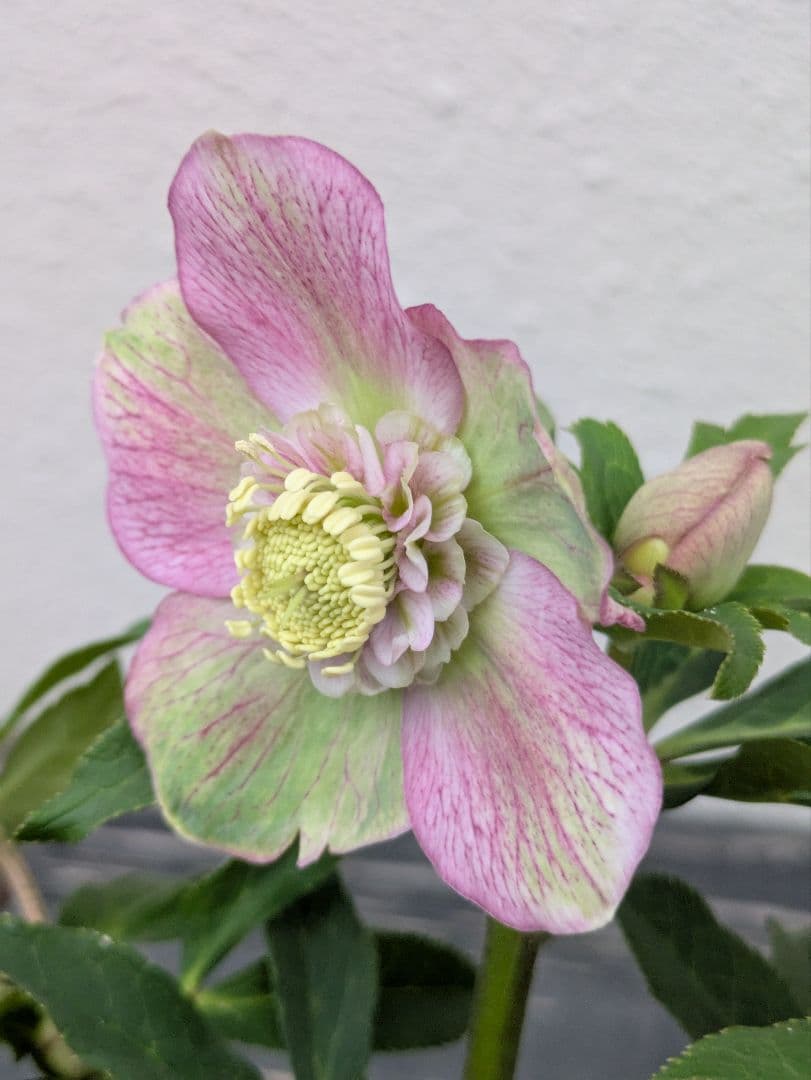 極美バイカラー！広瀬園芸 クリスマスローズ セミダブル★ピンク×ライムベイン