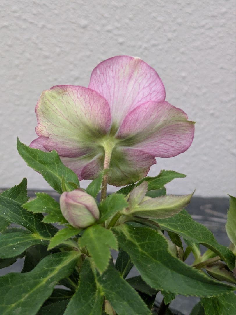 極美バイカラー！広瀬園芸 クリスマスローズ セミダブル★ピンク×ライムベイン