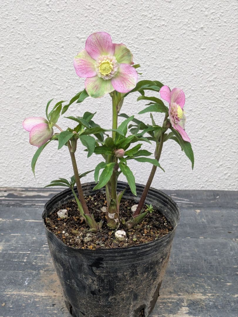 極美バイカラー！広瀬園芸 クリスマスローズ セミダブル★ピンク×ライムベイン