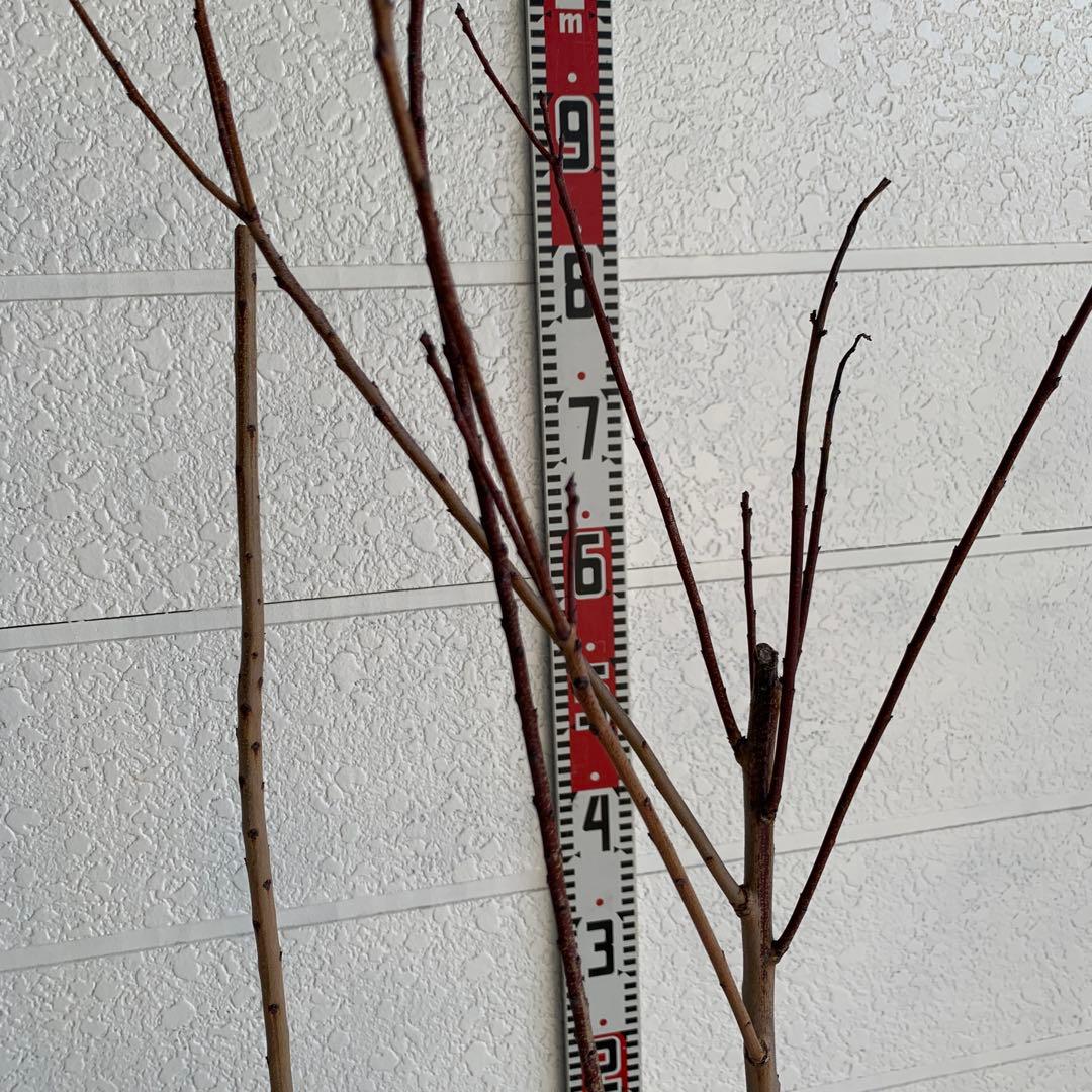 スモークツリー　グレース　雌株　煙の木　苗木　花木　59