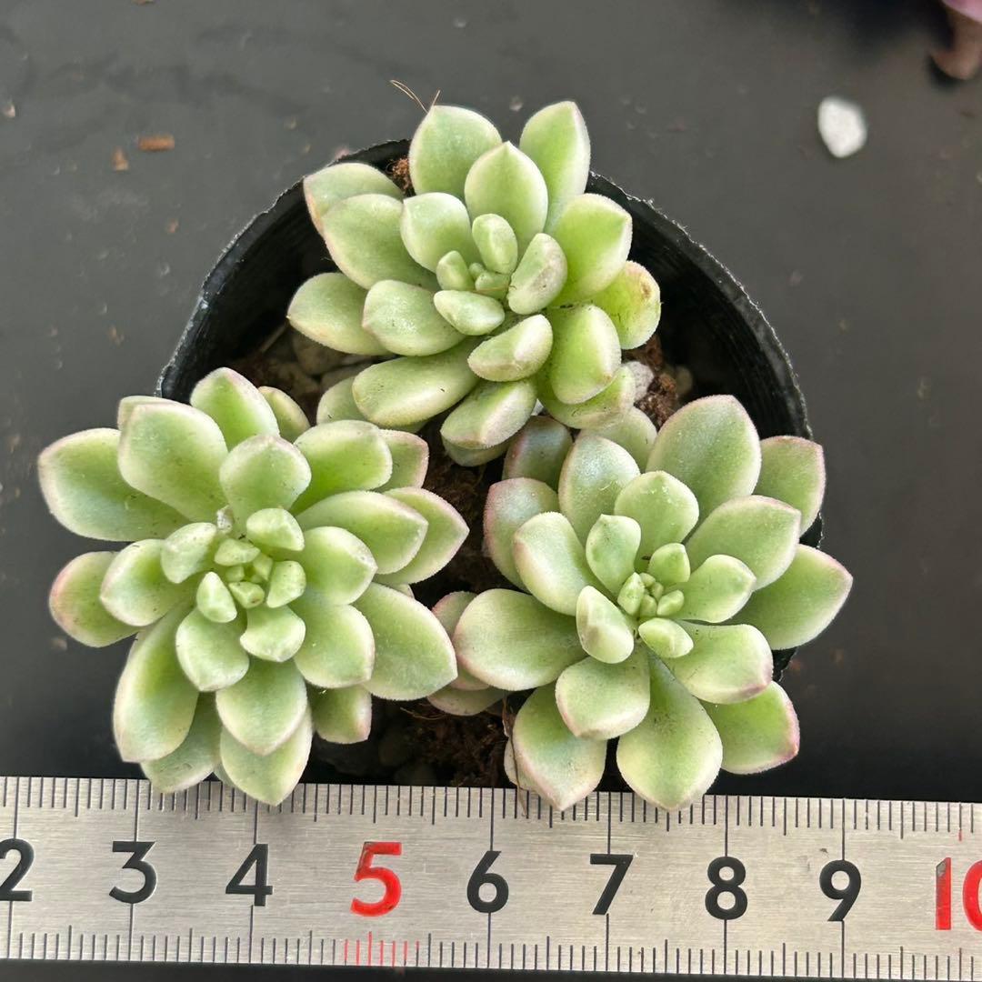 多肉植物 エケベリア タロック錦 3苗セット 抜き苗 ② - メルカリ