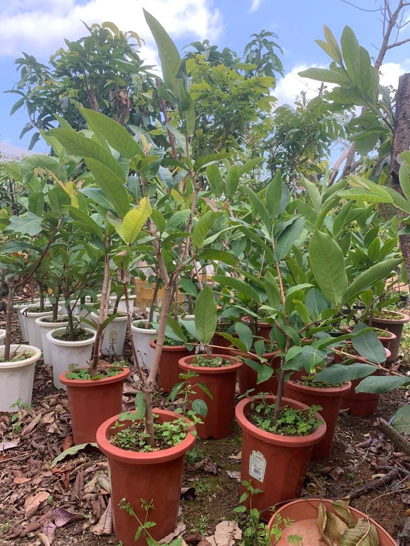 初出品！希少　台湾天霸王蓮霧 レンブ取木苗木