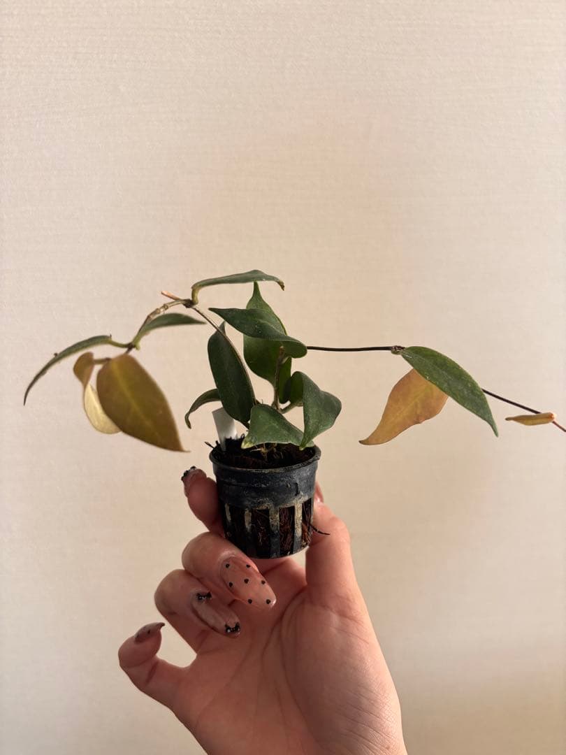 その他観葉植物 Hoya patera pink