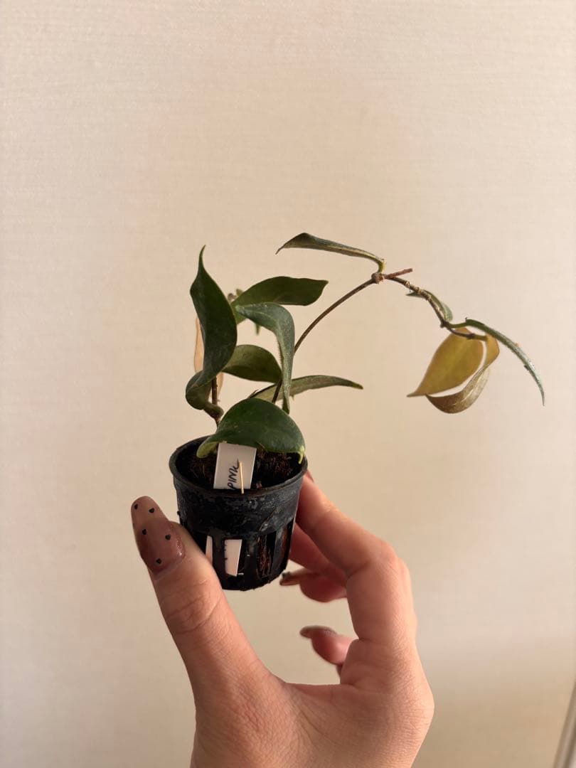 その他観葉植物 Hoya patera pink