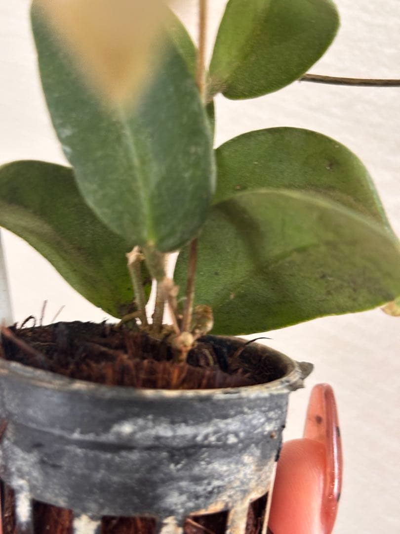 その他観葉植物 Hoya patera pink