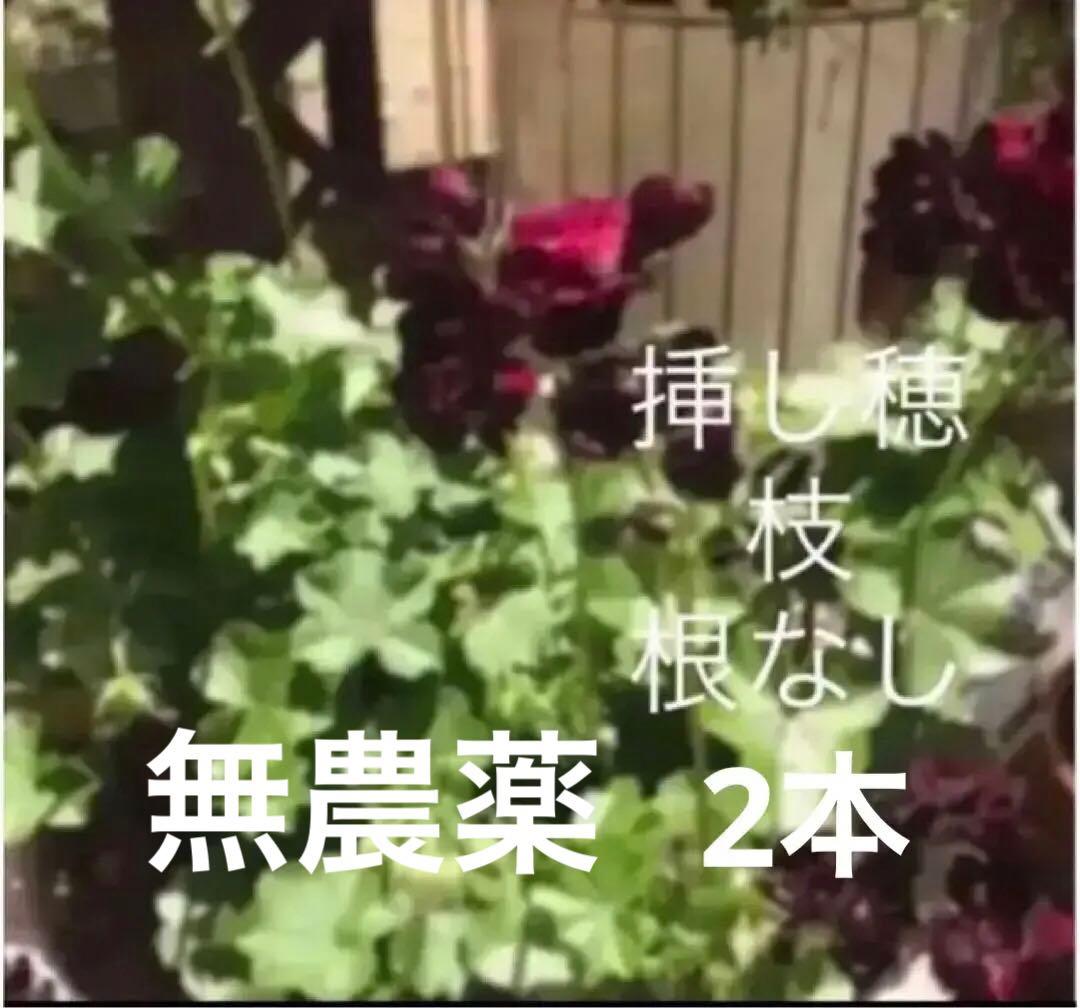 (ᵔᴥᵔ)挿し穂♡♡希少♡大人可愛い♡