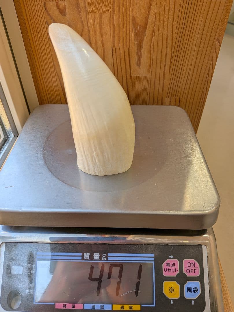 マッコウ鯨歯　本物磨き済み！美品