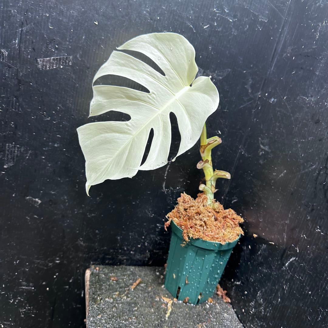 ひ*る様 斑入りモンステラ極上ホワイトタイガーフルムーン4号鉢植え発