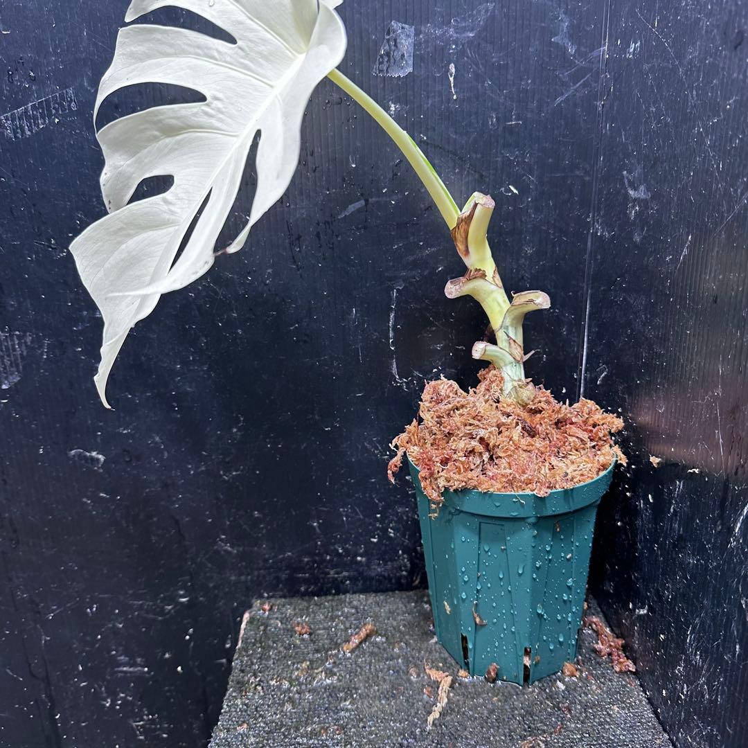 ひ*る様 斑入りモンステラ極上ホワイトタイガーフルムーン4号鉢植え発