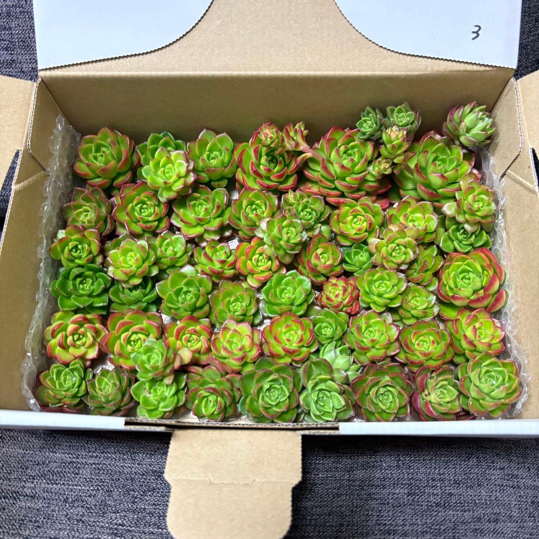 ☆彩乃助☆様 おまとめ追加用