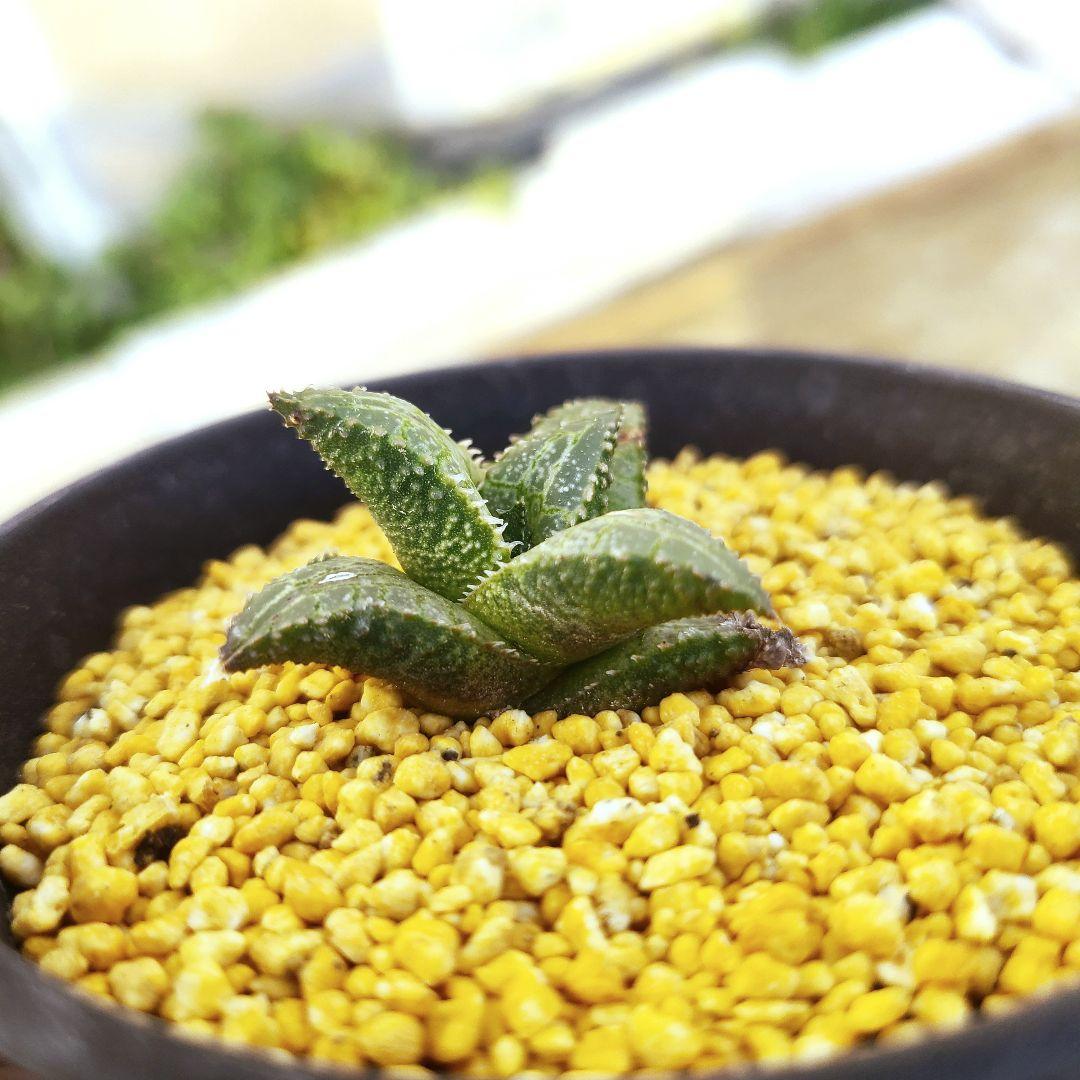 レア白系 吹雪×雷燐大型2 実生 繁殖苗 ② 多肉植物 ハオルチア アロエ