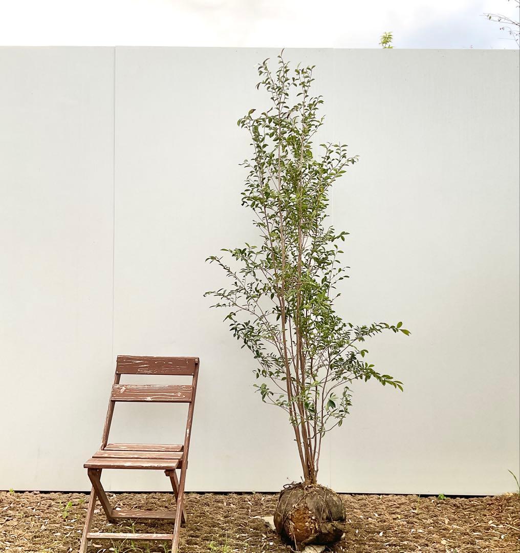 ヒサカキ株立ち 姫榊/ 481 - メルカリ