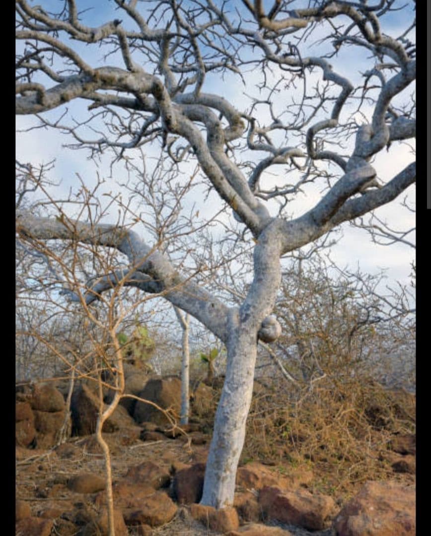 激安価額☆ペルー産高級パロサント200本火つけやすいサイズにカット浄化瞑想